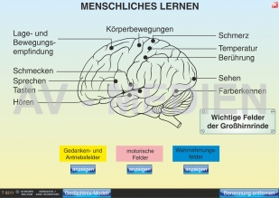 Menschliches Lernen