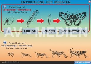 Die Entwicklung der Insekten