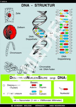 DNA-Struktur und DNA-Verdoppelung