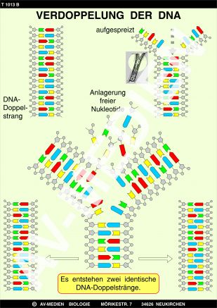 DNA-Struktur und DNA-Verdoppelung