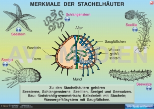 Merkmale der Stachelhäuter