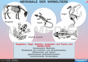 Merkmale der Wirbeltiere