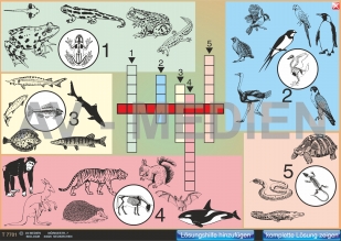 Merkmale der Wirbeltiere