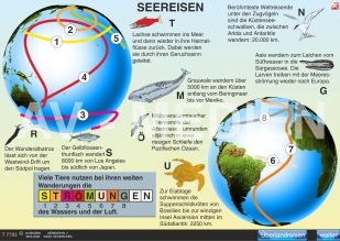 Wo Tiere leben / Tierwanderungen