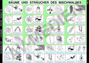 Bäume und Sträucher des Mischwaldes