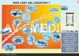 Wer lebt am lngsten?