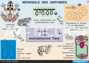 Merkmale der Amphibien