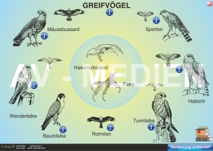 Die Greifvgel