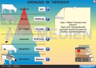 Die Ordnungen der Sugetiere