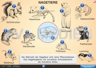 Die Nagetiere