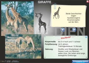 Afrikanische Tierwelt