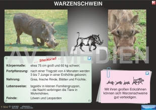 Afrikanische Tierwelt