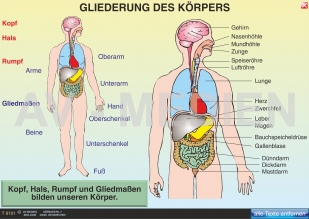 Die Gliederung des menschlichen Körpers