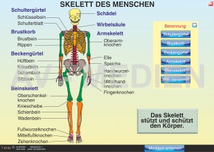 Skelett und Muskulatur