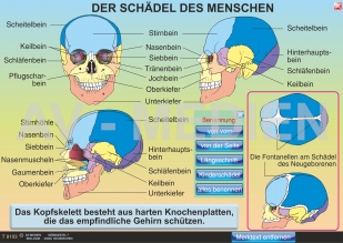 Schädel und Kopf des Menschen