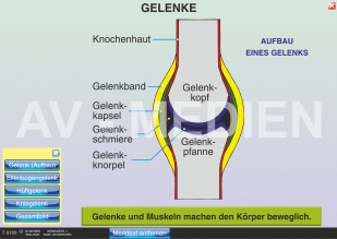 Gelenke und Gelenktypen