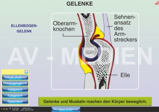 Gelenke und Gelenktypen