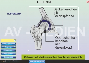 Gelenke und Gelenktypen
