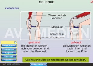 Gelenke und Gelenktypen