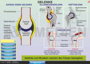 Gelenke und Gelenktypen