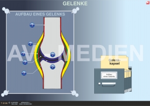Gelenke und Gelenktypen