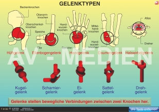 Gelenke und Gelenktypen