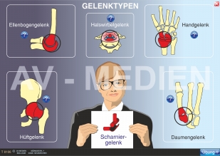 Gelenke und Gelenktypen