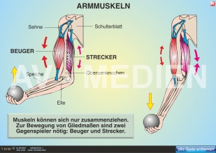 Armmuskeln: Beuger und Strecker