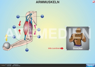 Armmuskeln: Beuger und Strecker