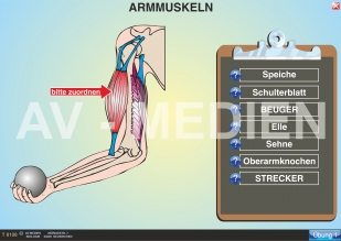 Armmuskeln: Beuger und Strecker