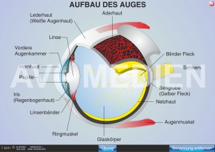 Der Aufbau des Auges