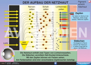 Der Aufbau der Netzhaut