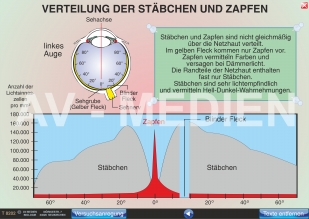 Der Aufbau der Netzhaut