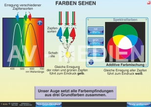 Der Aufbau der Netzhaut