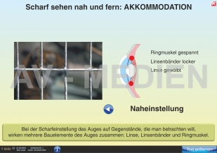 Akkommodation und Adaption