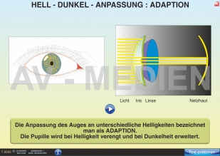 Akkommodation und Adaption