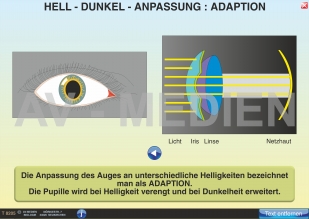 Akkommodation und Adaption