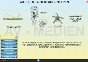 Wie Tiere sehen