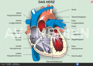 Das Herz - Bau und Arbeitsweise
