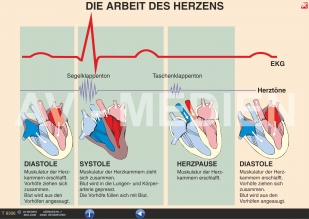 Das Herz - Bau und Arbeitsweise