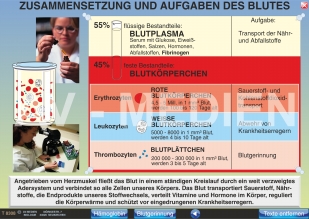 Zusammensetzung und Aufgaben des Blutes