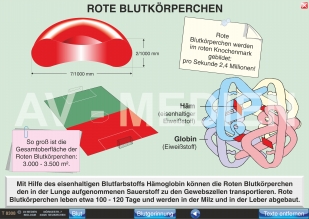 Zusammensetzung und Aufgaben des Blutes