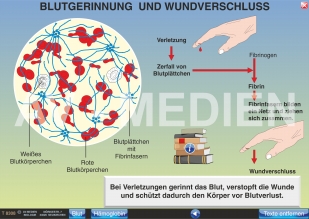 Zusammensetzung und Aufgaben des Blutes