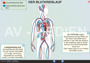 Der Blutkreislauf