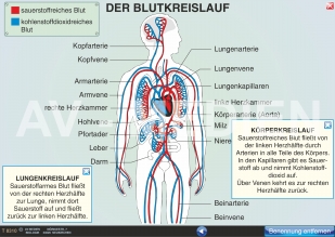 Der Blutkreislauf