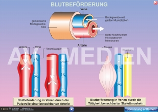 Blutbeförderung und Blutdruck