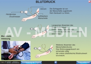 Blutbeförderung und Blutdruck