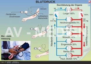 Blutbeförderung und Blutdruck