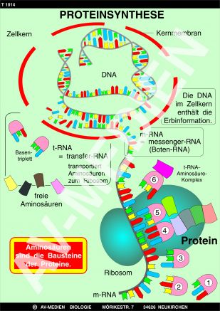 Proteinsynthese