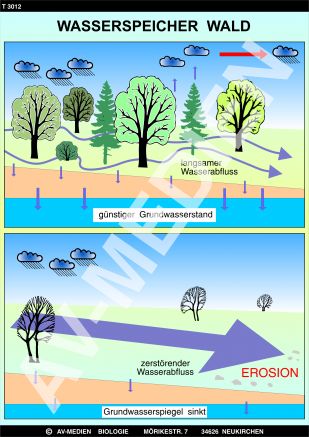 Der Wald als Wasserspeicher